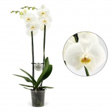Орхидея Фаленопсис Белый 2 стебля