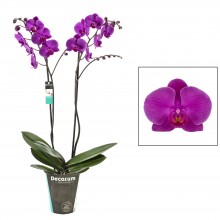 Орхидея Фаленопсис Фиолетовый 2 стебля 