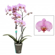 Орхидея Фаленопсис Форматион 2 стебля 