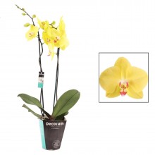 Орхидея Фаленопсис Фуллер Сансет 2 стебля 
