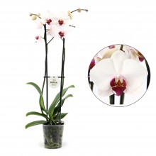 Орхидея Фаленопсис Галифакс 2 стебля