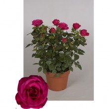 Роза Палас розовая