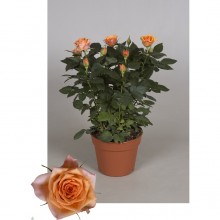 Роза Палас оранжевая