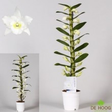 Орхидея Дендробиум нобиле Белый 1 стебель