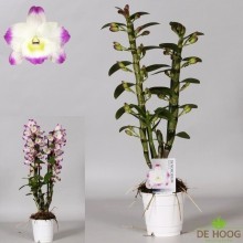 Орхидея Дендробиум нобиле Ирен Смайл 2 стебля
