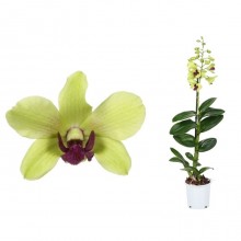 Орхидея Дендробиум Санок Анна Грин 1 стебель