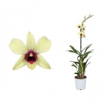 Орхидея Дендробиум Санок Банана Шоколад 1 стебель