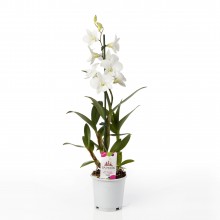 Орхидея Дендробиум Санок Коконат Дрим 1 стебель
