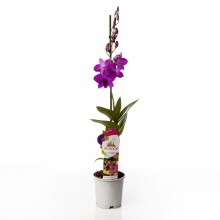 Орхидея Дендробиум Санок Пинк Пати 1 стебель