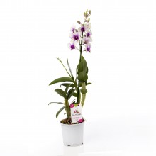 Орхидея Дендробиум Санок Полар Файр 1 стебель