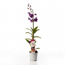 Орхидея Дендробиум Санок Пурпл Хеппинесс 1 стебель