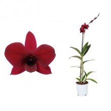 Орхидея Дендробиум Санок Тай Блек 1 стебель