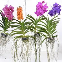 Орхидея Ванда подвесная