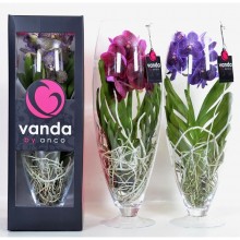 Орхидея  Ванда в стекле шампань
