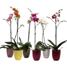 Орхидея Фаленопсис 1 стебель в керамике