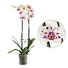 Орхидея Фаленопсис Декорейшн 2 стебля 