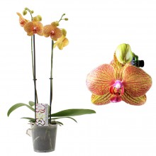 Орхидея Фаленопсис Калейдоскоп 2 стебля 