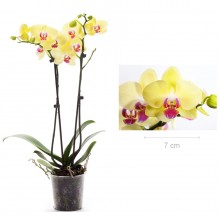Орхидея Фаленопсис Лаймлайт 2 стебля 