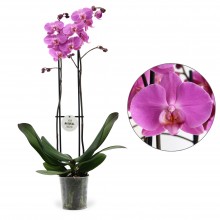 Орхидея Фаленопсис Лас Пальмас 2 стебля 