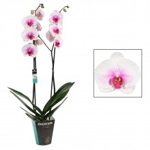 Орхидея Фаленопсис Маунтейн 2 стебля 