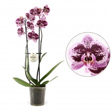 Орхидея Фаленопсис Нантес 2 стебля 