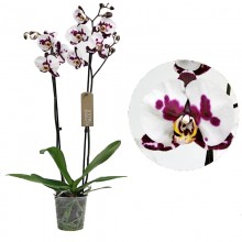 Орхидея Фаленопсис Полка Дотс 2 стебля 
