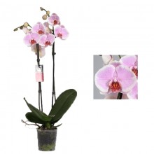 Орхидея Фаленопсис Претти Романс 2 стебля 
