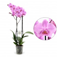 Орхидея Фаленопсис Розовый 2 стебля 