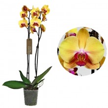 Орхидея Фаленопсис Солид Голд 2 стебля 