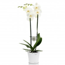 Орхидея Фаленопсис Белый 2 стебля в Lechuza ORCHIDEA с автополивом