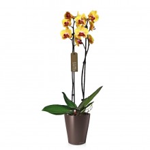 Орхидея Фаленопсис Солид Голд 2 стебля в Lechuza Deltini с автополивом